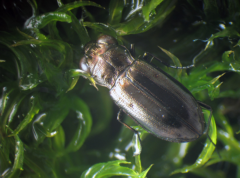 Notiophilus substriatus